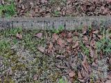 image of grave number 784734